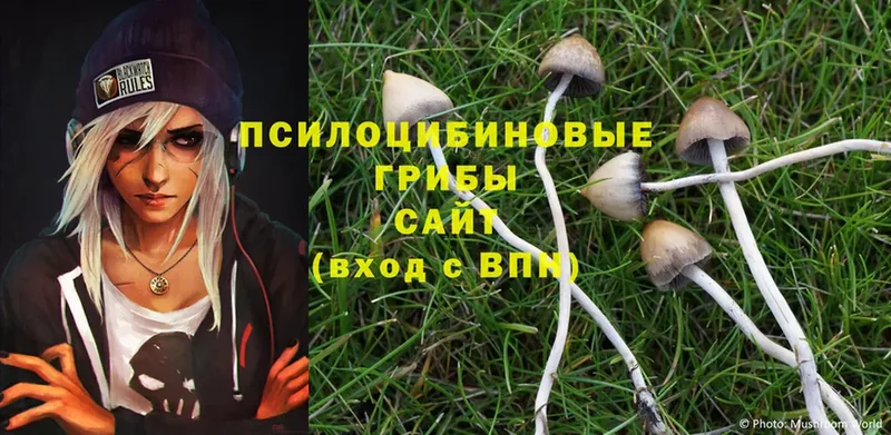 ОМГ ОМГ ссылка  Таштагол  Псилоцибиновые грибы Cubensis 